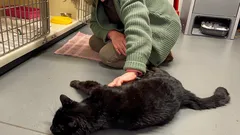 Desapareceu durante 12 anos e voltou: o gato reconheceu a dona nos primeiros segundos