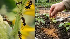 As formigas marchavam pelo terreno até eu espalhar este tempero: desapareceram