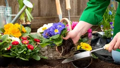 Que flores pode semear diretamente no terreno em abril: uma lista simples, sem complicações