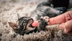 O seu gatinho morde e arranha? Veja como desabituá-lo deste hábito de forma suave