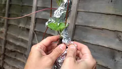 O papel de alumínio mantém as pragas do jardim afastadas? Um jardineiro dá a resposta